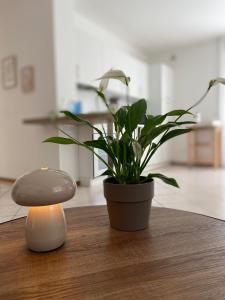 Appartamento completo, ben attrezzato con giardino