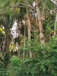 ParadiseLost Camping Ground