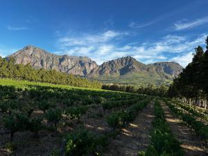 Genadendaal Vineyard Villa