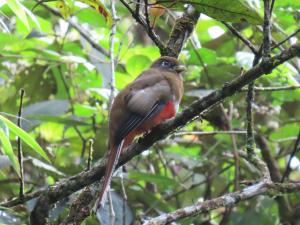 Tangara Real, Posada romántica entre bosque y rio