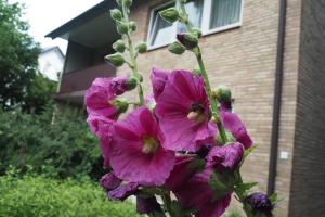 Appartment Buntspecht - Gemütliche Ferienwohnung, Direkt am Wald, Nähe zur Altstadt