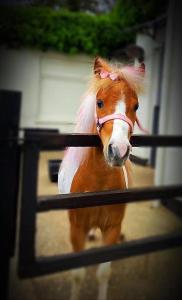 The Stable Annexe with hot tub & horses
