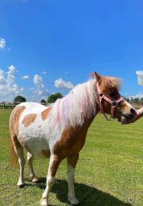 The Stable Annexe with hot tub & horses
