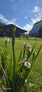 Cabañas de los árboles