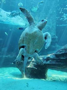 Luxury Vacation Apartment Rental CBD Cape Town