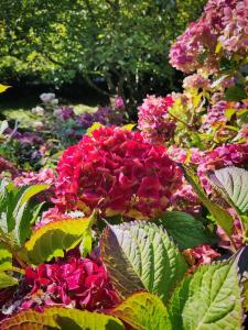 La Chaumière aux hortensias