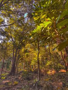 Prey Apsara Bungalows
