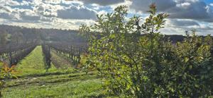 Maison au milieu des vignes