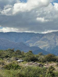 Cabaña El Molle - Los Nogales