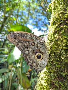 Casa Mandarina-Lush riverside cloud forest home- walk to town