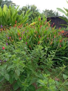 Hotel la montaña el trogon