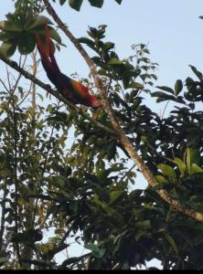 Hotel la montaña el trogon