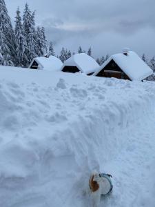 Private Forest Cabin with Epic View