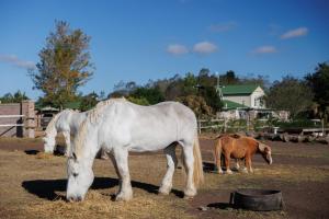 Ruitersrus Guest Farm