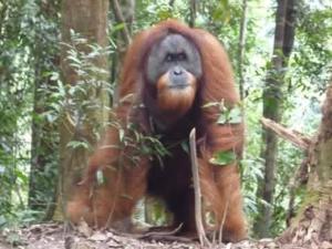 WOOD CABIN LODGE IN THE FOREST book here treking with us