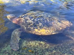 Rainbow Ohana, unit 2