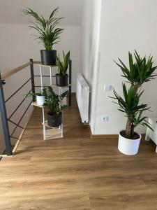 Apartmán Strachotín