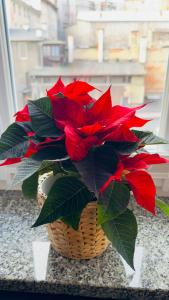 Apartament Azzurro - Old Town