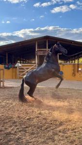 Lapa Rupestre - Haras e Sitio Arqueológico