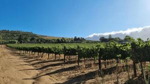 13 Olives, Entire Grape & Olive Estate, Somerset West by Euphoric Leisure