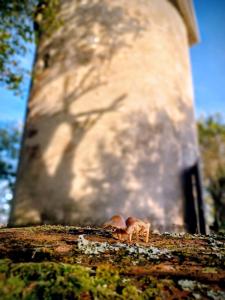 Le moulin de Brugnac