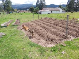 Posada Turistica Altamisal