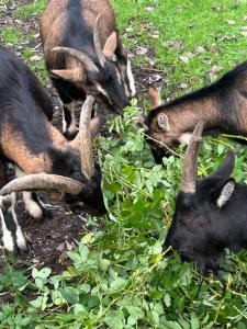 Gîte du Rossignol à 5 minutes du Château de la Citardière et à 14 minutes du Château de Bourneau