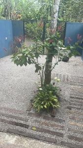 Espaço Pé de Cacau Camburi São Sebastião