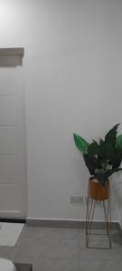 The Pearl 2 coral sands luxuries apartment