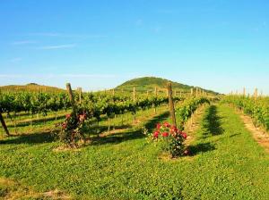 Agriturismo LAntico Oliveto