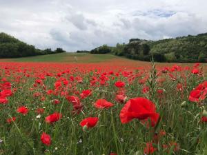 Apartments in Bük - Nordtransdanubien 20390