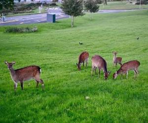 Private Sandyford 2-Bed Apt nr Business Park & M50