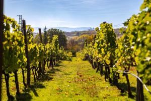 Vacation Home in Starosel Pool & Spa