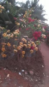 Homestay in Shirva near Udupi, 10km Kapu Beach