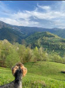 Будинок під Менчулом