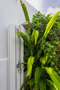 Botanica Foresta B10