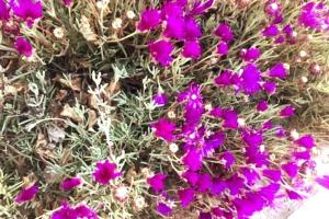 Beautiful and cozy cottage near Antequera