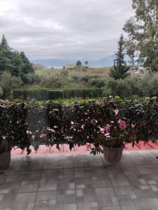 Cactus luxury apartment oreoi