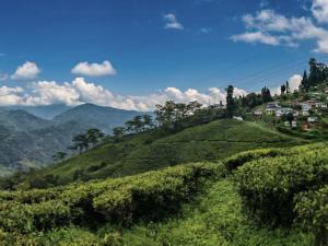 Mim Tea Estate Residency A 1920 Heritage Darjeeling Tea Garden Home