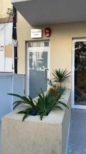 White Lotus 10 of 10