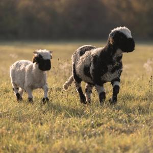 La Roulotte - Bain Nordique et Animaux