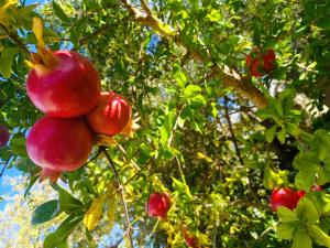 Olive Lemon Biophilic House & Lush Forest Garden