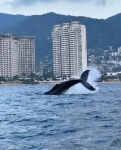 Suite VIP frente al mar en el corazón de Acapulco