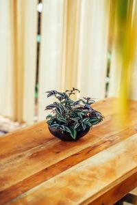 GingerLime Surf and Bakery House