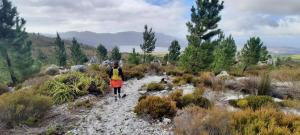 Agapanthus garden cottage