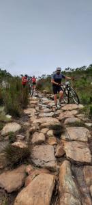 Agapanthus garden cottage
