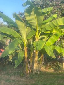 Reggae Beach Getaway