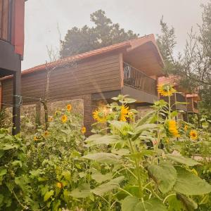 Iveria Parky and cottages