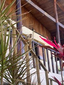 Iwa Zaru Seaview Studios Free Breakfast & Park Tour