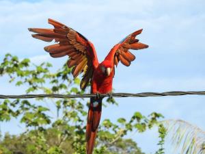 Red Uakari Jungle Lodge
